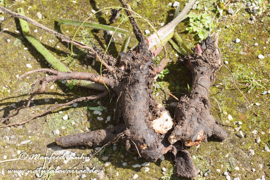 Beinwell ()_0003
