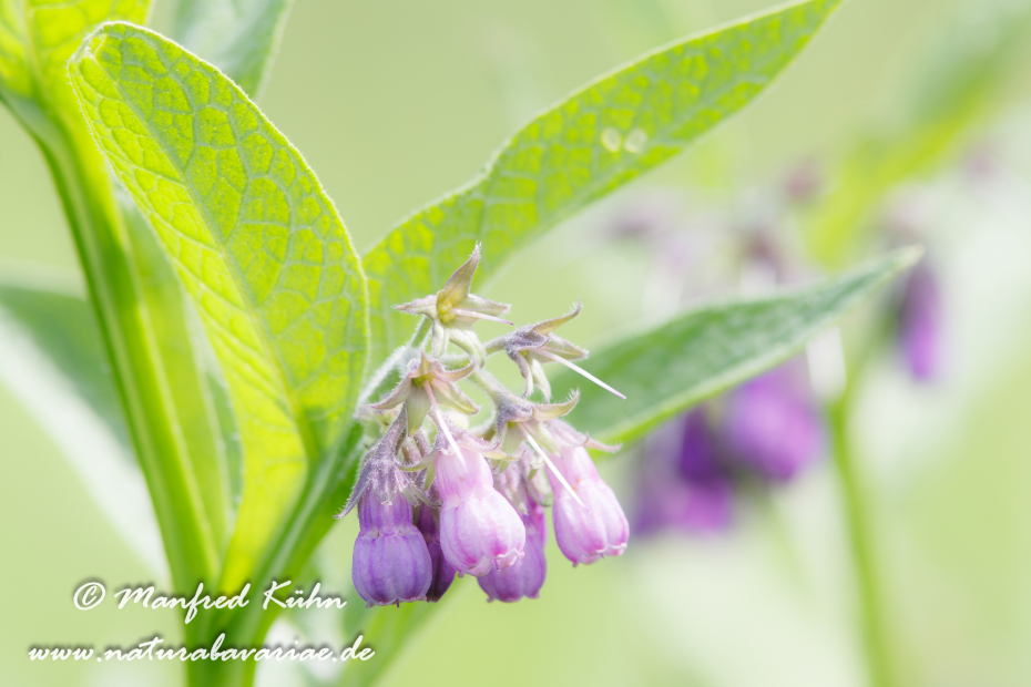 Beinwell ()_0006