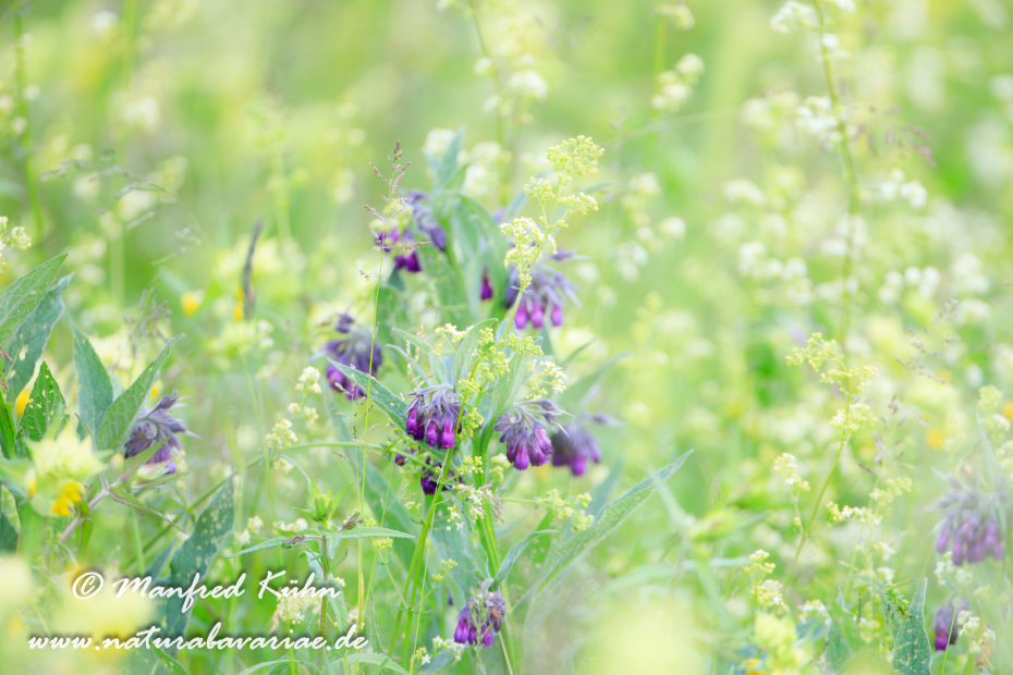 Beinwell ()_0008