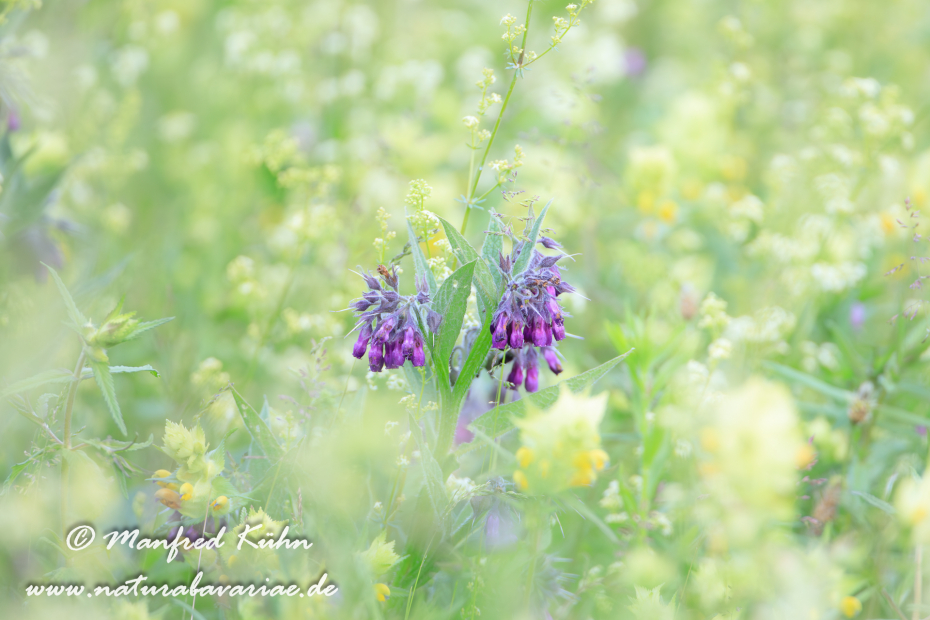 Beinwell ()_0011