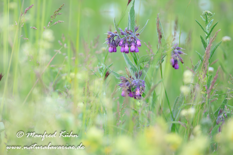 Beinwell ()_0016