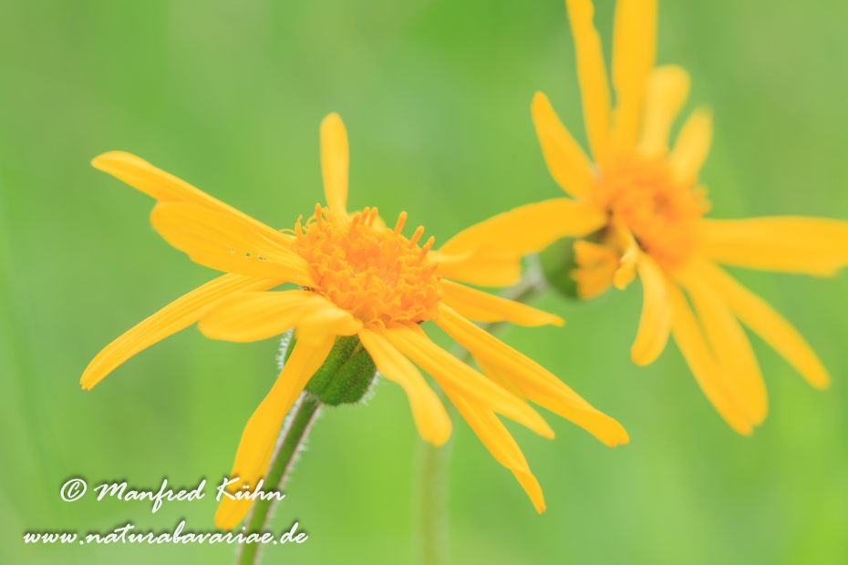 Arnika ()_0006