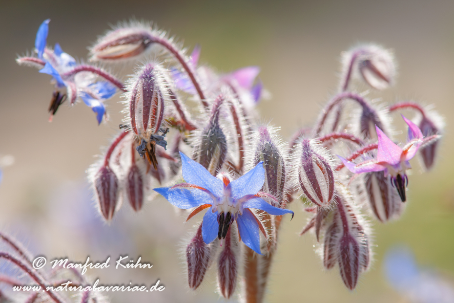 Borretsch ()_0005