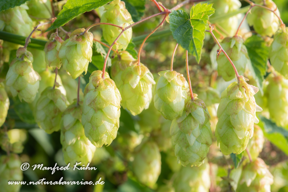 Hopfen (wilder)_0001