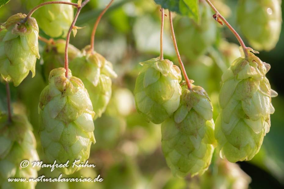Hopfen (wilder)_0004