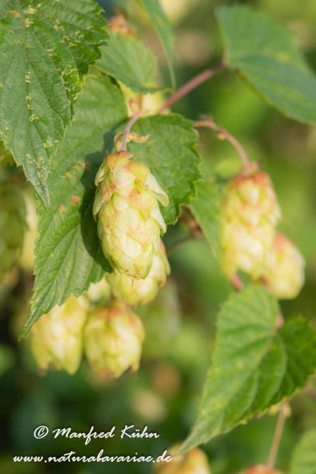 Hopfen (wilder)_0005