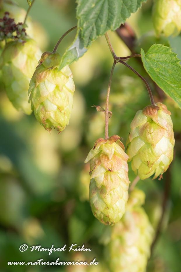 Hopfen (wilder)_0007