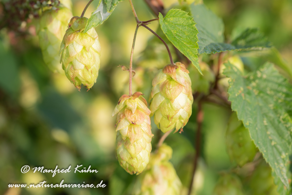 Hopfen (wilder)_0008