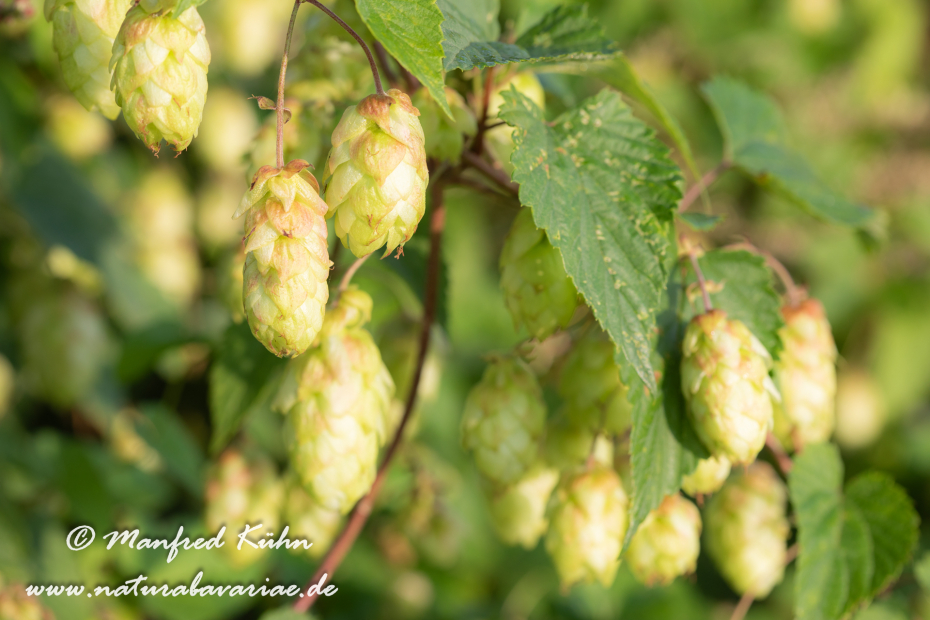 Hopfen (wilder)_0009