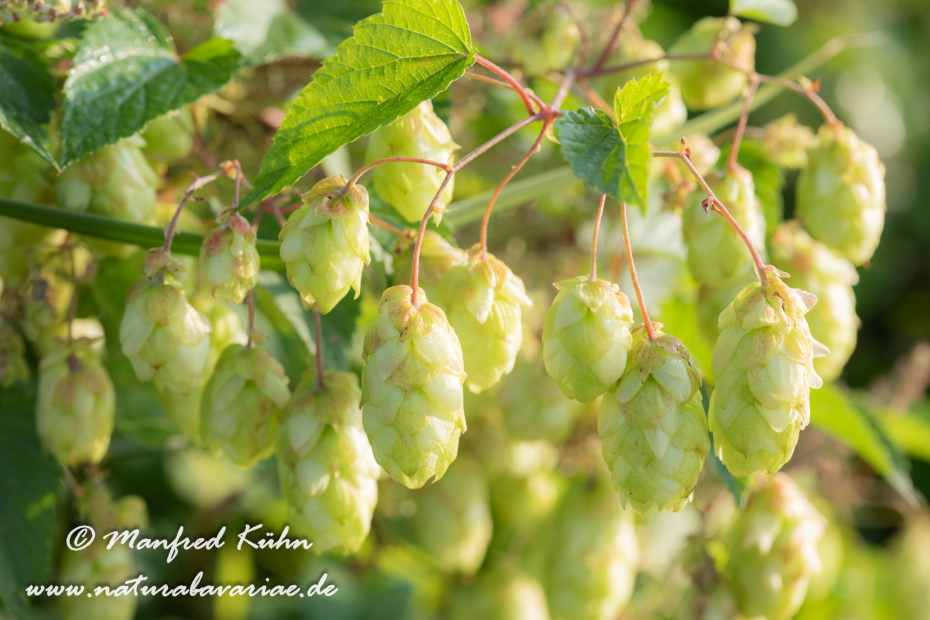 Hopfen (wilder)_0010