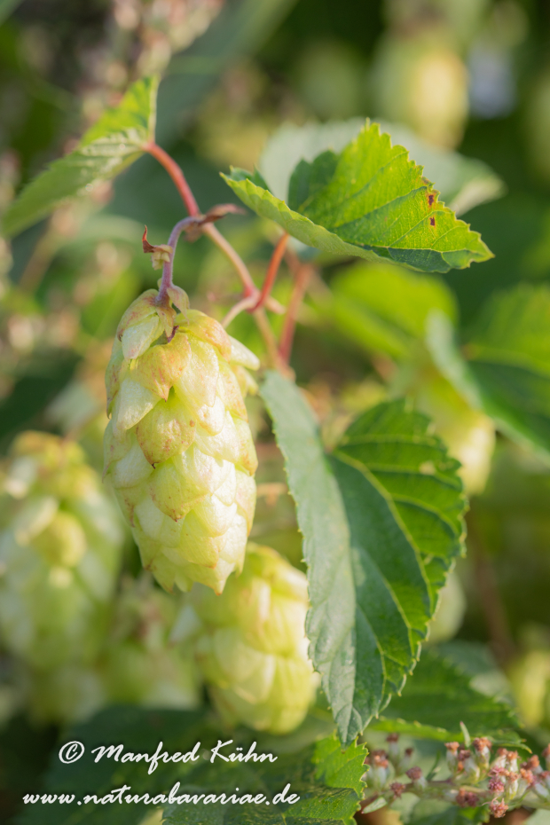 Hopfen (wilder)_0011
