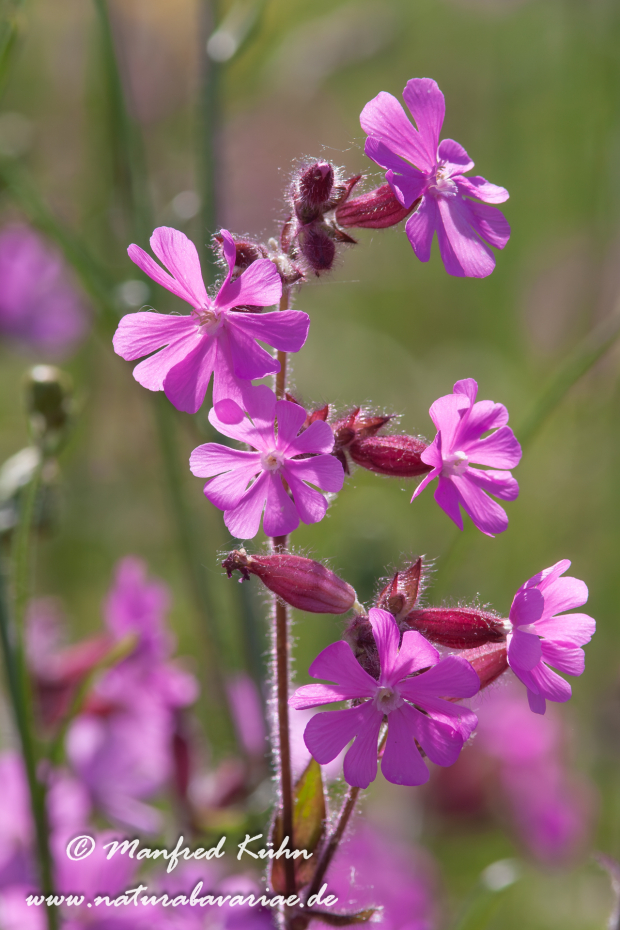 Lichtnelke (Rote)_0001