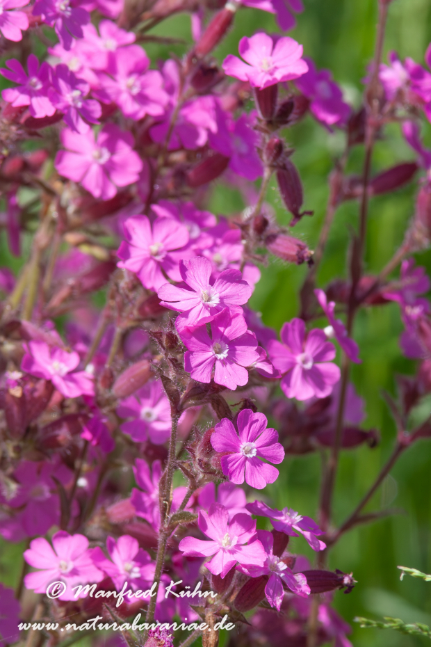 Lichtnelke (Rote)_0006