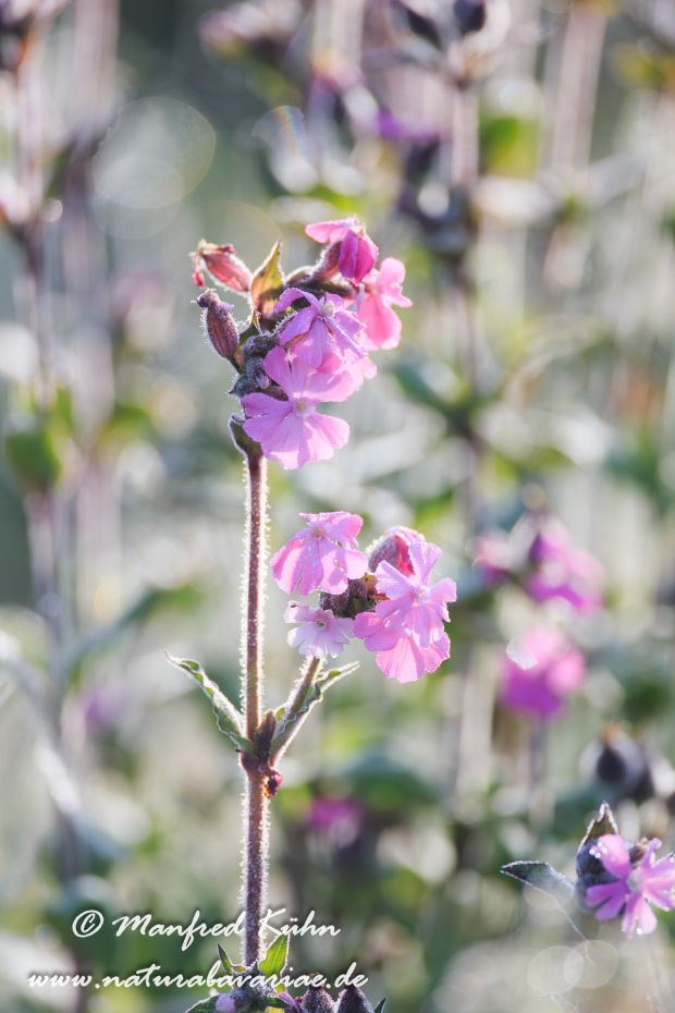 Lichtnelke (Rote)_0017