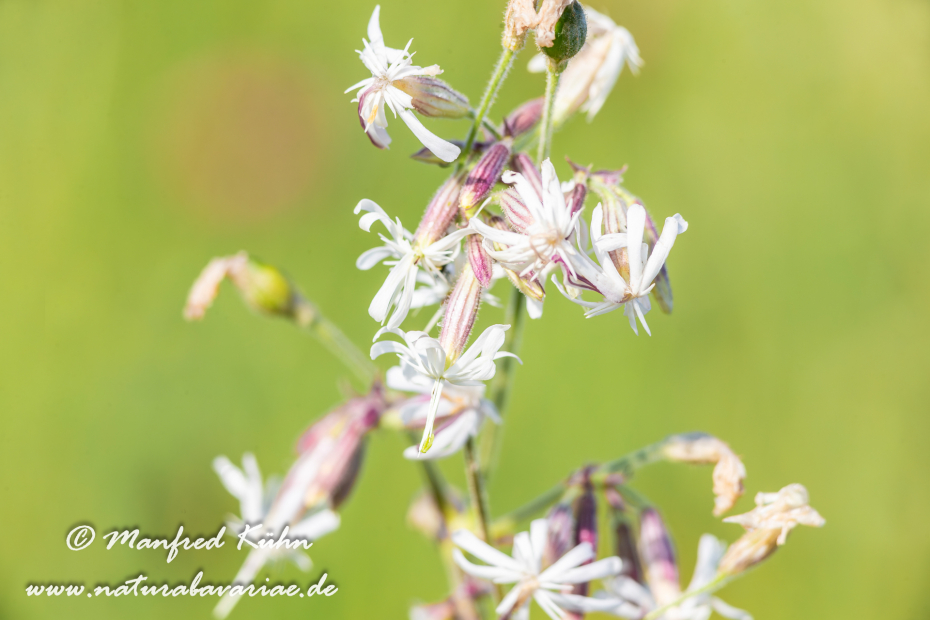 Leimkraut (Nickendes)_0016
