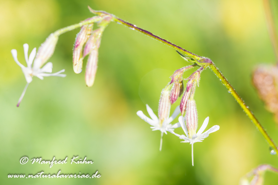 Leimkraut (Nickendes)_0022