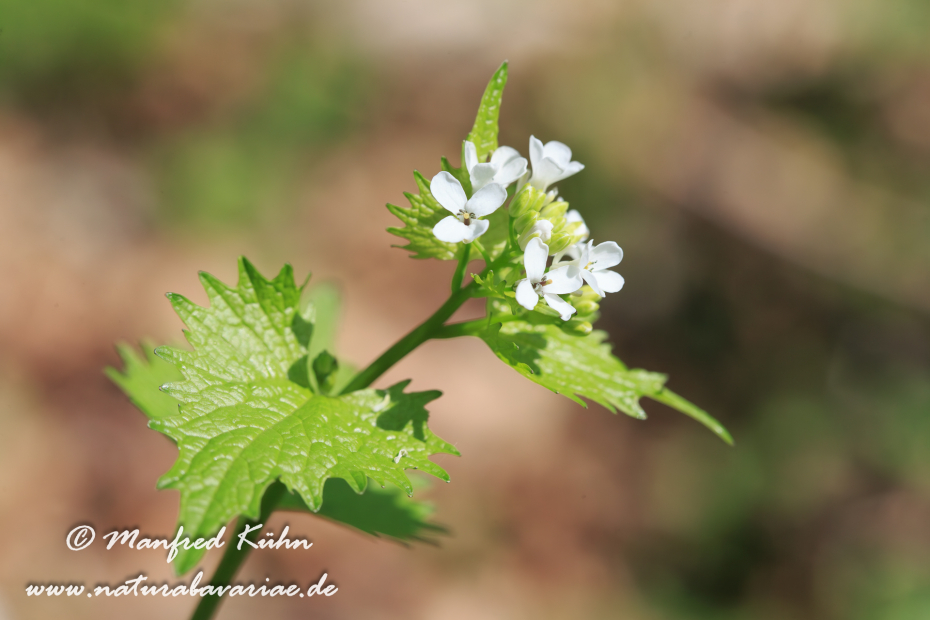 Knoblauchsrauke ()_0002