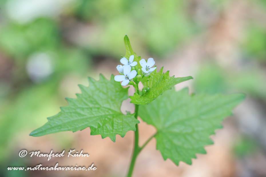 Knoblauchsrauke ()_0003