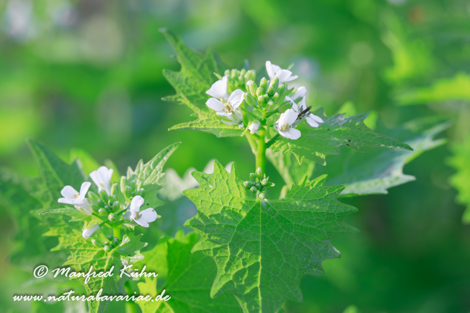 Knoblauchsrauke ()_0022