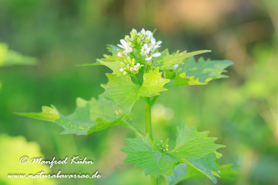 Knoblauchsrauke ()_0024