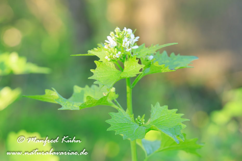 Knoblauchsrauke ()_0025