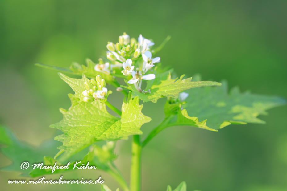 Knoblauchsrauke ()_0029