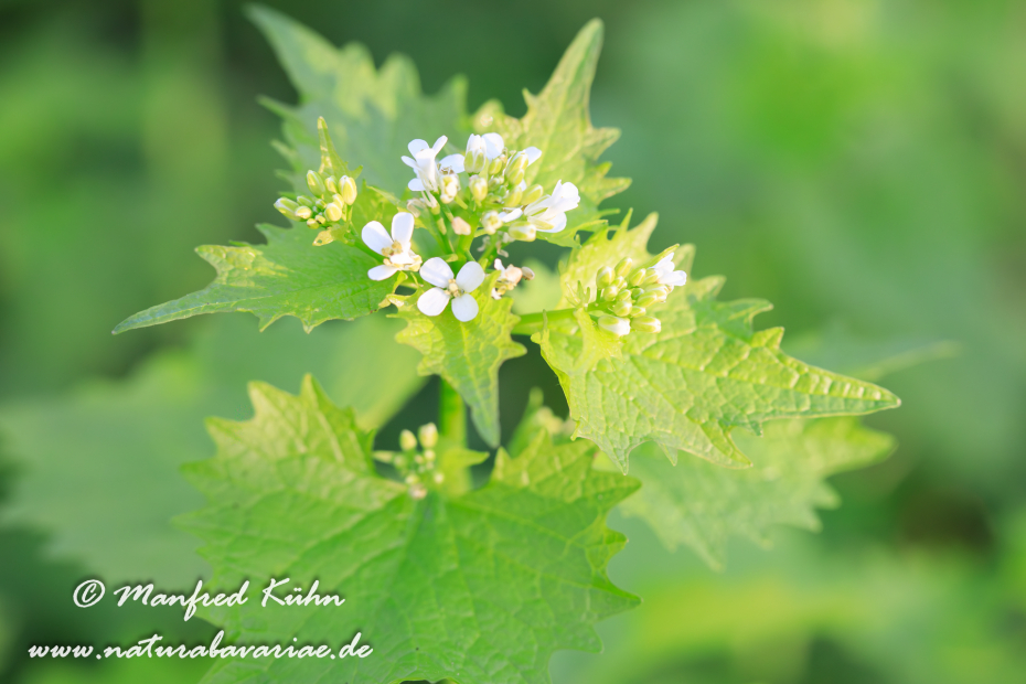 Knoblauchsrauke ()_0031