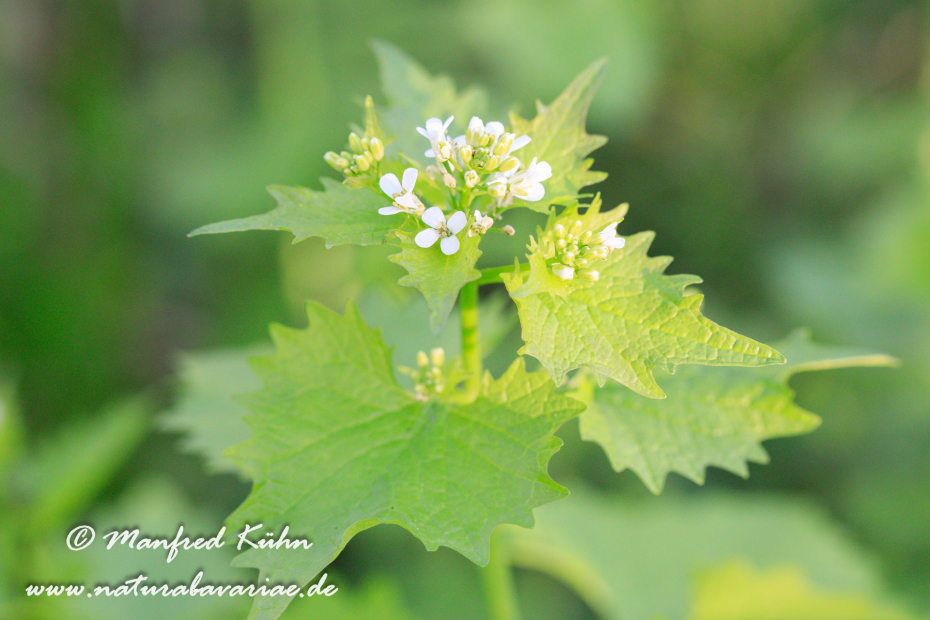 Knoblauchsrauke ()_0035