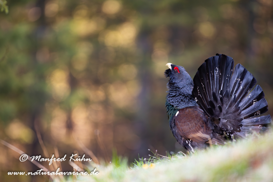 Auerhuhn ()_0087