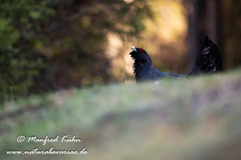 Auerhuhn ()_0094