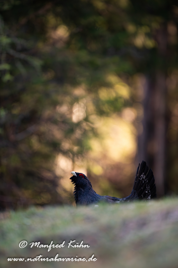 Auerhuhn ()_0098