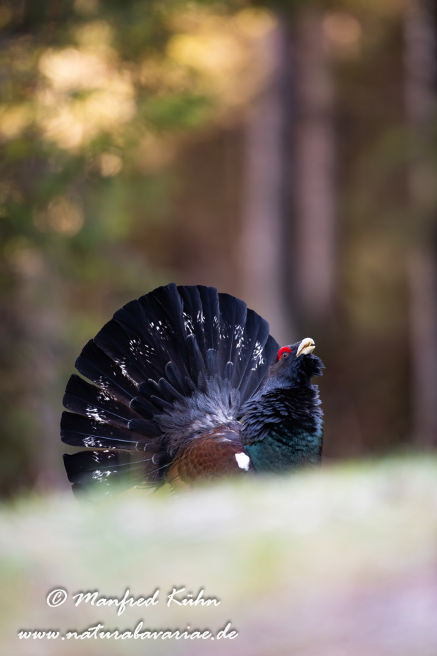 Auerhuhn ()_0124