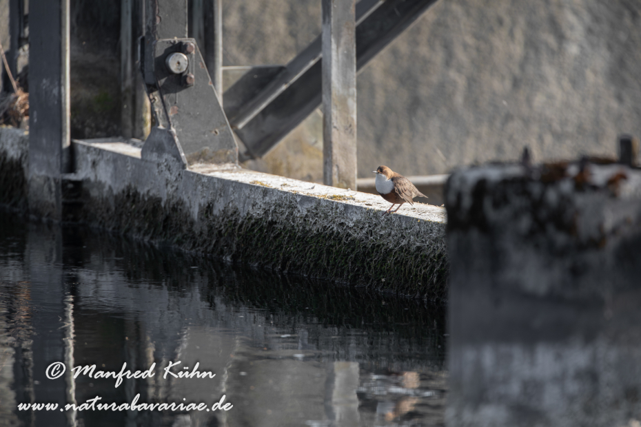 Wasseramsel ()_0002