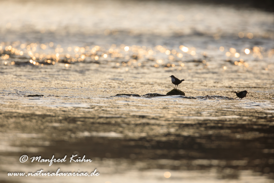Wasseramsel ()_0009