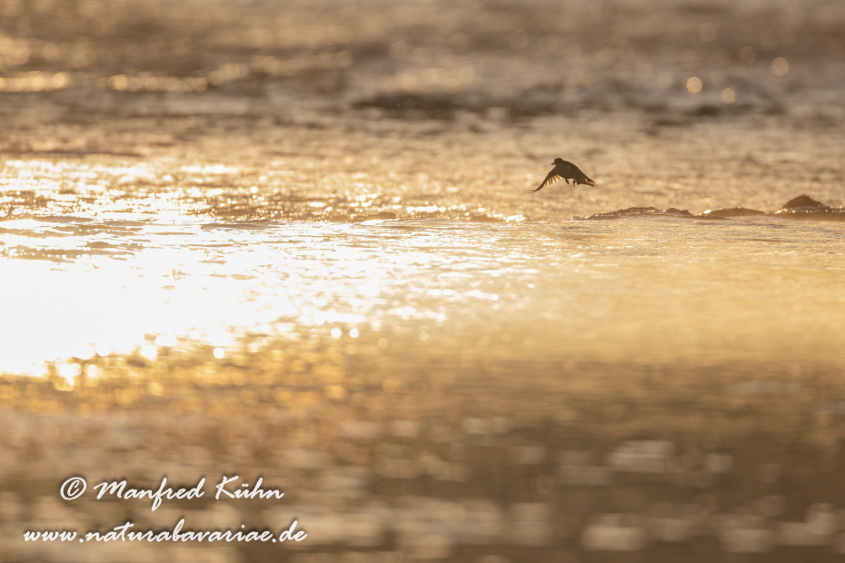 Wasseramsel ()_0018
