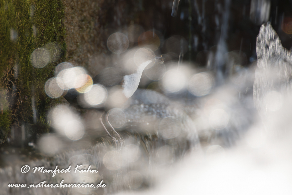 Wasseramsel ()_0035