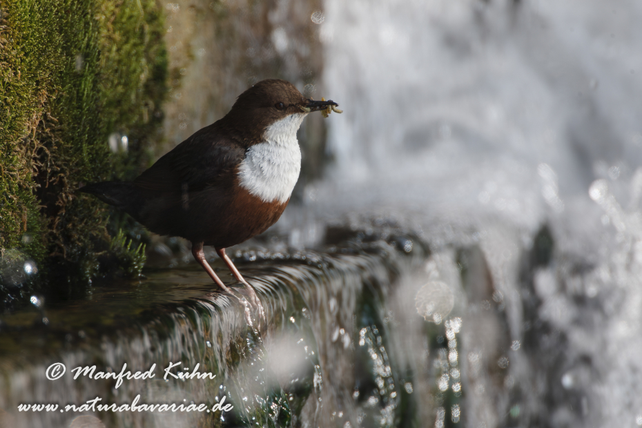Wasseramsel ()_0036
