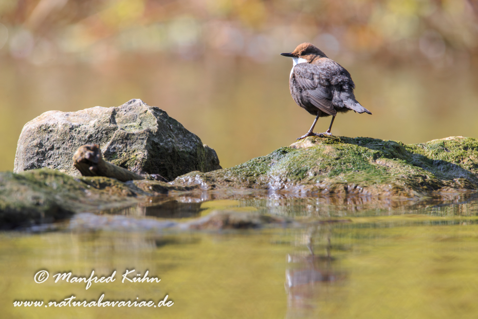 Wasseramsel ()_0062