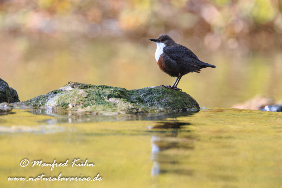 Wasseramsel ()_0066