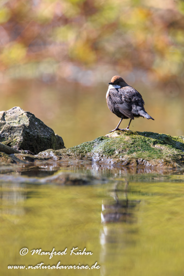 Wasseramsel ()_0072