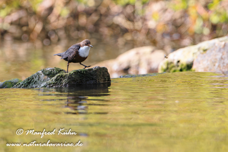 Wasseramsel ()_0075