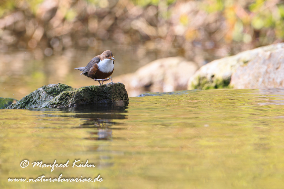 Wasseramsel ()_0076