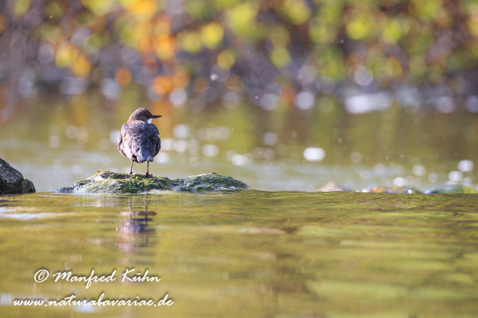 Wasseramsel ()_0078