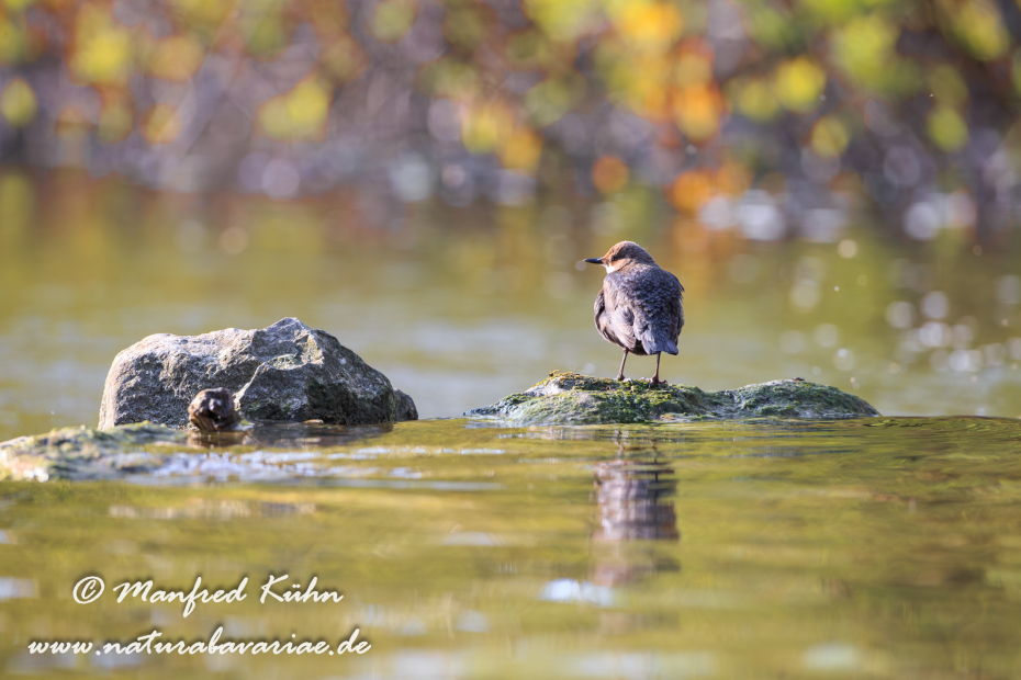 Wasseramsel ()_0079
