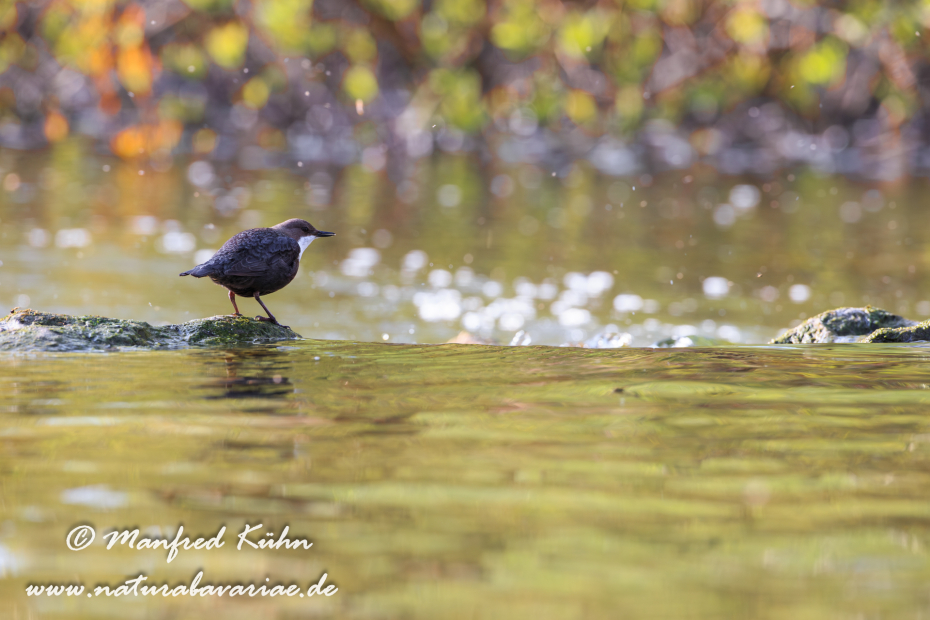 Wasseramsel ()_0081