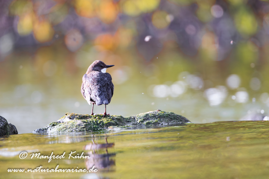 Wasseramsel ()_0083
