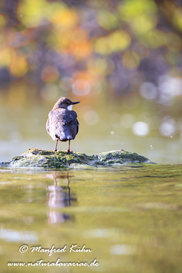 Wasseramsel ()_0084