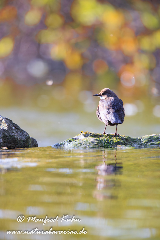 Wasseramsel ()_0085