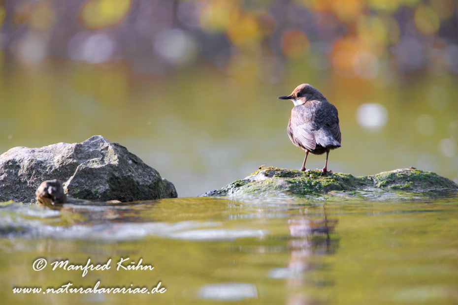 Wasseramsel ()_0086