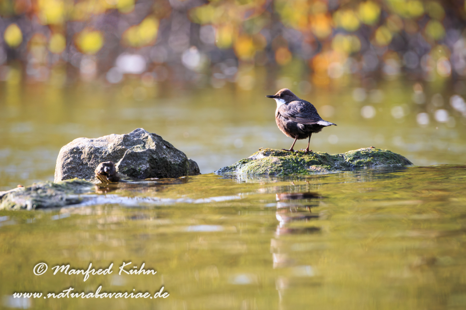 Wasseramsel ()_0087